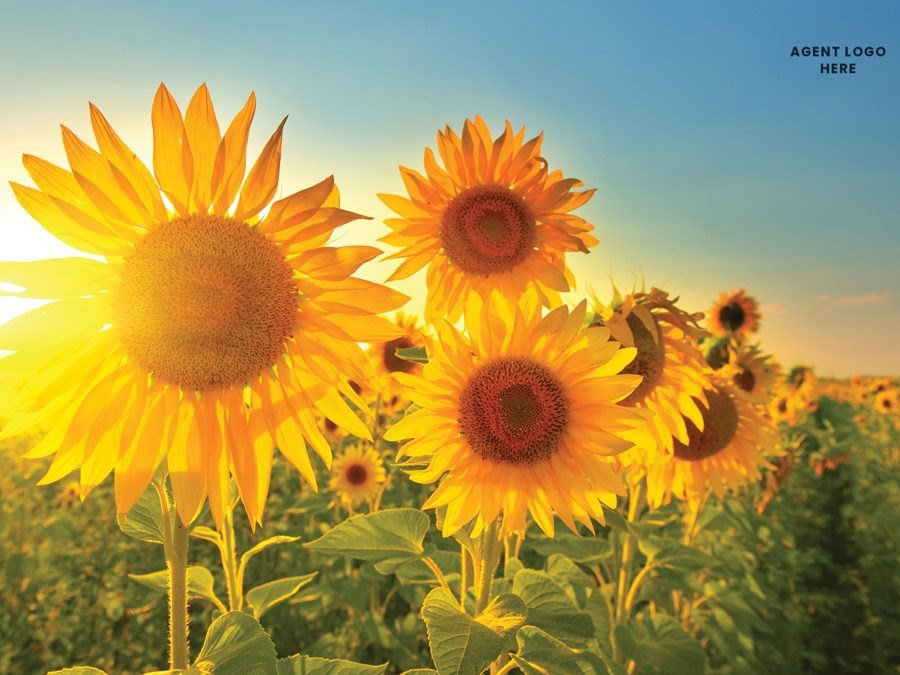 Summer sunflower card